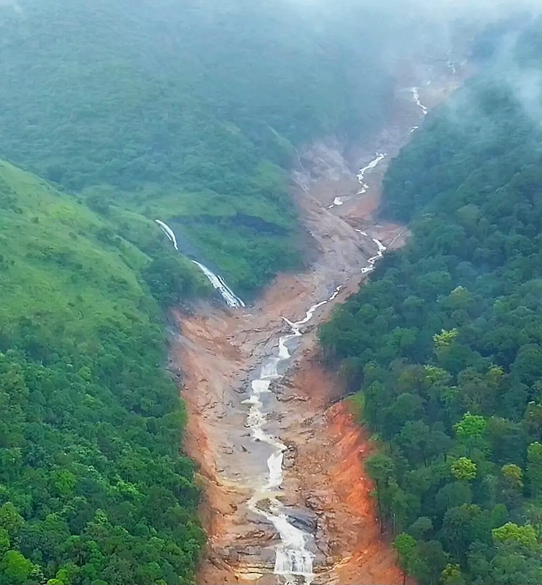 New Coffee Saplings Sprouting After Wayanad Mundakkai Landslide